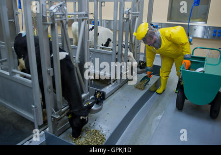 Riems (Allemagne). 12Th Mar, 2016. Détenteur d'animaux avec le Friedrich-Loeffler-Institut, Matthias Jahn, nourrir les veaux dans le niveau de sécurité L4 recherche hangar dans l'île de Riems (Allemagne), 5 septembre 2016. Les nouveaux laboratoires de haute sécurité de l'Institut de la santé animale sont prêts à commencer la recherche. Photo : Stefan Sauer/dpa/Alamy Live News Banque D'Images