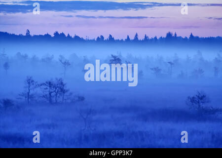 Herbe de la brume et de pin à rising sun Banque D'Images