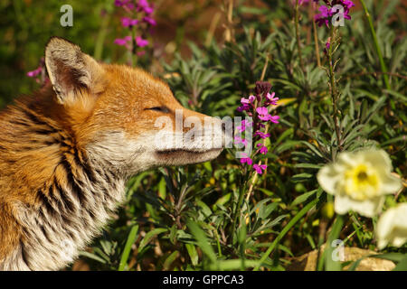 Red Fox qui sent une fleur Banque D'Images