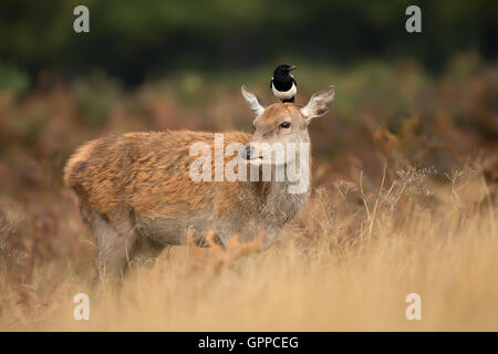 Red Deer hind avec une pie sur la tête. Banque D'Images