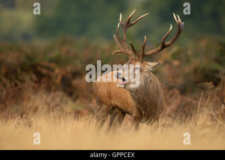 Red Deer stag roaring Banque D'Images
