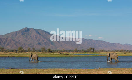 Les taureaux de l'Eléphant d'Afrique (Loxodonta africana) traversant l'eau Banque D'Images
