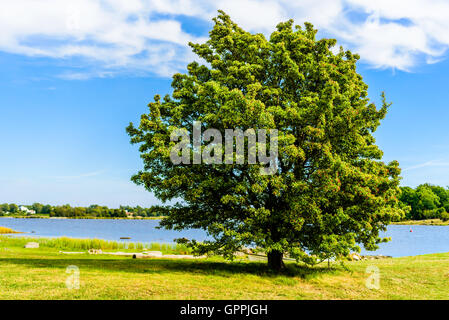 Belle Quercus palustris suédoise (Sorbus intermedia) avec des fruits rouges mûrs en paysage côtier. Banque D'Images