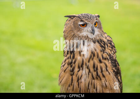 Un hibou Grand-duc hibou assis sur un perchoir Banque D'Images