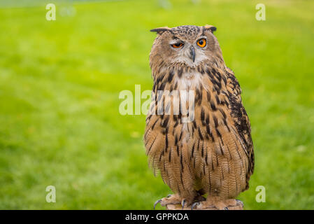 Un hibou Grand-duc hibou assis sur un perchoir Banque D'Images