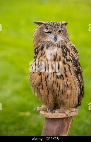 Un hibou Grand-duc hibou assis sur un perchoir Banque D'Images