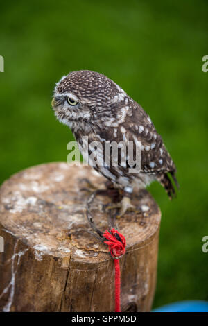 Un hibou était assis sur un perchoir Banque D'Images