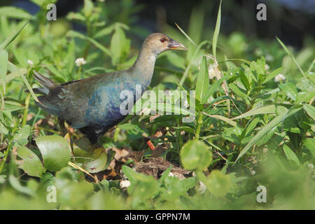 Purple gallinule Porphyrio martinicus) (marche à travers marais, Kissimmee, Floride, USA Banque D'Images