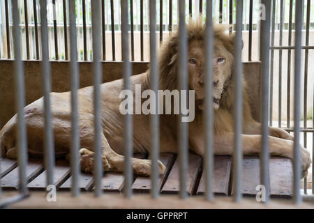 Lion derrière les barreaux dans une cage de zoo Banque D'Images