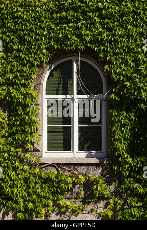 Un ancien hôtel particulier, le Demi-fenêtre ronde avec cadre blanc et vert envahi par la vigne. Banque D'Images