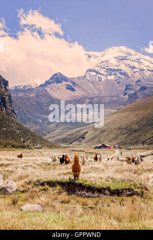 Petit troupeau de lamas le pâturage dans le Parc National de Chimborazo, Équateur, Amérique du Sud Banque D'Images