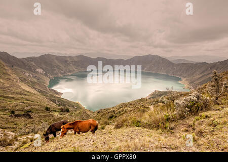 Deux chevaux qui broutent près de la Lagune de Quilotoa, Equateur, Amérique du Sud Banque D'Images