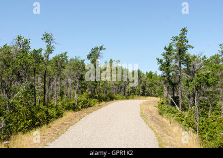 Piste cyclable qui traverse les bois de pin gris avec sous-étage Huckleberry en haut de Birch Harbor Mountain, parc national d'Acadia. Banque D'Images