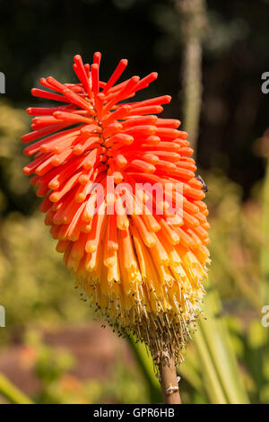 Red Hot Poker (Kniphofia rooperi fleur) Banque D'Images