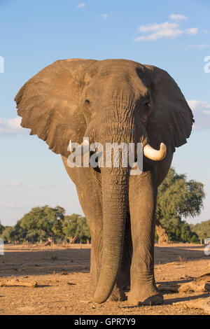 Vue frontale d'un taureau de l'Eléphant d'Afrique (Loxodonta africana) à marcher vers l'appareil photo Banque D'Images