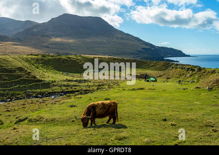 Vache Highland et une tente à Harris Bay, à l'île de Rum, Ecosse, Royaume-Uni. Dans Ruinsival le rhum Cuillin hills derrière. Banque D'Images