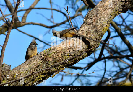 Speckled mousebird (Colius striatus) un type poilu inhabituelle d'oiseaux avec des plumes d'où le nom mousebird. Banque D'Images