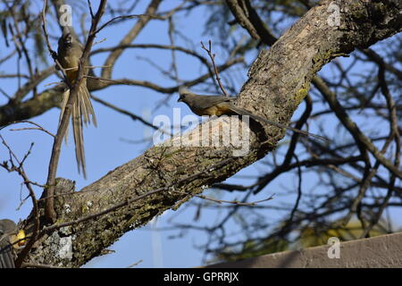 Speckled mousebird (Colius striatus) un type poilu inhabituelle d'oiseaux avec des plumes d'où le nom mousebird. Banque D'Images