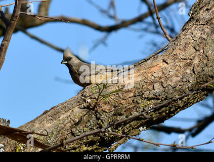 Speckled mousebird (Colius striatus) un type poilu inhabituelle d'oiseaux avec des plumes d'où le nom mousebird. Banque D'Images