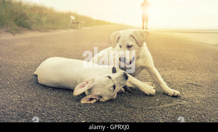 Deux mignon chiots labrador jouer ensemble Banque D'Images