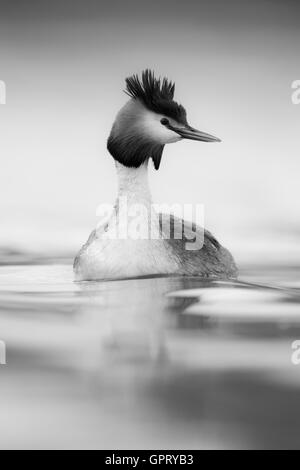 Grèbe huppé / Haubentaucher ( Podiceps cristatus ) nage sur l'eau calme, regarde autour de lui avec attention, en monochrome. Banque D'Images