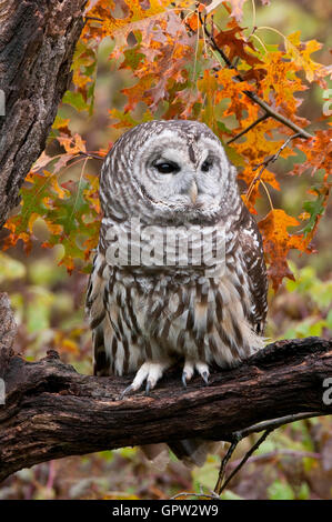 La Chouette rayée (Strix varia) à l'automne E USA Banque D'Images