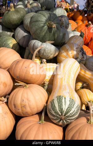 Un tas de courges et citrouilles coloré en vente sur l'exploitation agricole en citrouille locale la saison d'automne. Banque D'Images