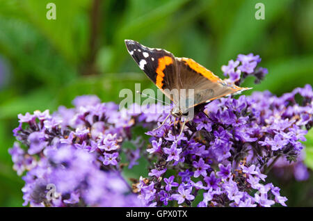 Un papillon Vulcain (Vanessa atalanta) Boissons à partir d'un héliotrope fleur. Banque D'Images