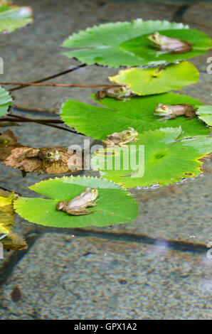 Six des grenouilles vertes (Rana clamitans melanota) sur les feuilles de nénuphars dans un étang de jardin, Mount Desert Island, dans le Maine. Banque D'Images