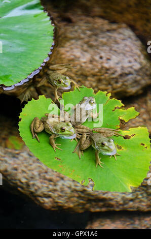 Quatre des grenouilles vertes (Rana clamitans melanota) sur une feuille de nénuphar dans une piscine dans le jardin, Mount Desert Island, dans le Maine. Banque D'Images