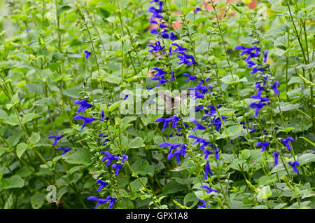 Colibri femelle boire d'une fleur de salvia, Mount Desert Island, dans le Maine. Banque D'Images