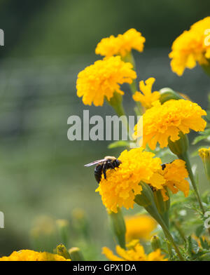 Abeille sur Marigold jaune Banque D'Images