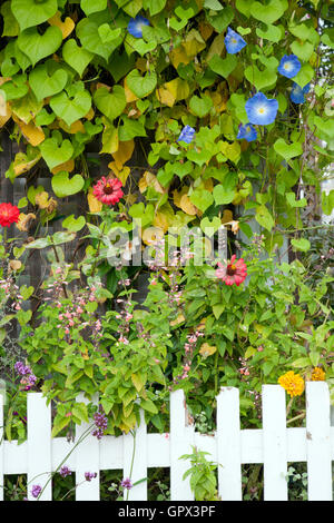 Des fleurs sur un mur avec une clôture blanche en premier plan, Rockport USA Banque D'Images