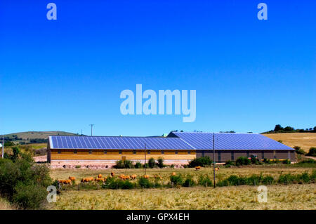 Bâtiments agricoles avec un toit recouvert de panneaux solaires pour produire de l'électricité et générer des revenus et à réduire les dépenses Banque D'Images