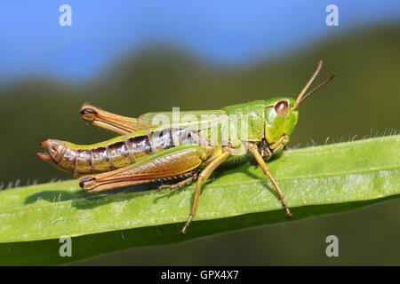 Chorthippus parallelus sauterelle Meadow Banque D'Images