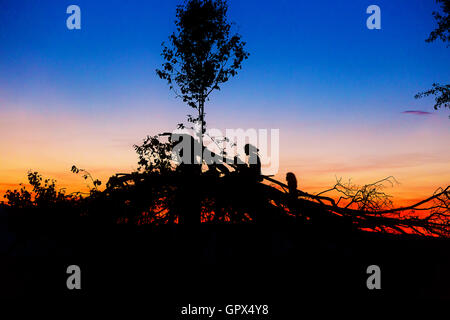 Beau paysage de coucher de soleil avec des silhouettes d'homme et enfant assis sur les branches d'arbres. Banque D'Images