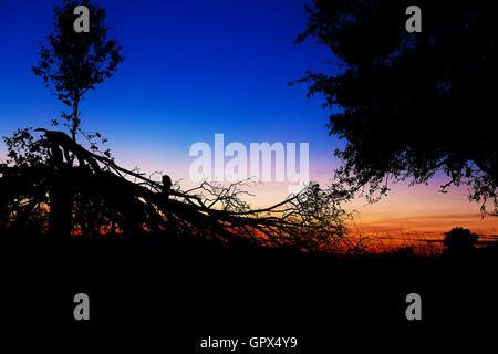 Beau paysage de coucher de soleil avec des silhouettes sombres de l'homme sur les branches d'arbres. Banque D'Images