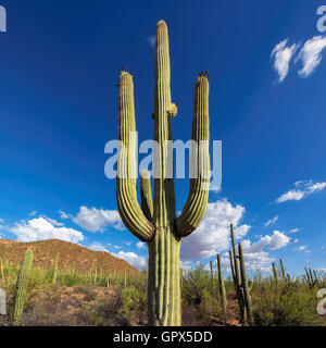 Cactus géant saguaro, Arizona. Banque D'Images