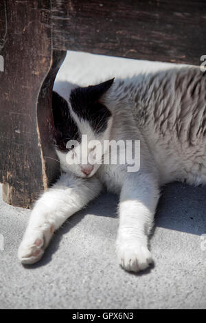 Sommeil de chat contre banc extérieur jambe Banque D'Images