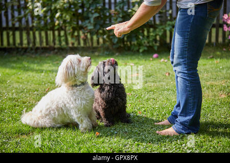 Femme de la formation d'un chien Bichon havanais blanc et noir dans le jardin Banque D'Images