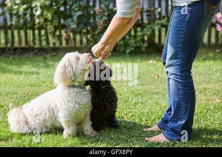 Femme de la formation d'un chien Bichon havanais blanc et noir dans le jardin Banque D'Images