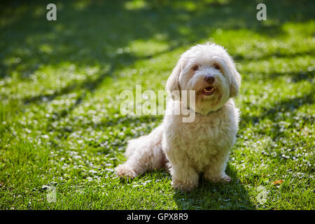 Bichon havanais blanc chien assis dans l'herbe verte dans le jardin ou le parc en été Banque D'Images