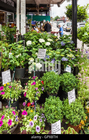 Les plantes en vente dans une boutique de la rue haute, England, UK Banque D'Images