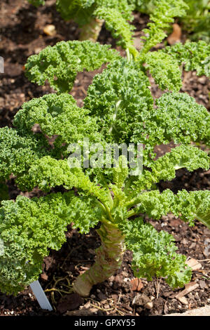 De plus en plus dans le jardin de légumes chou (Brassica oleracea) - USA Banque D'Images