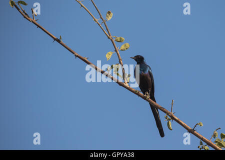 (Choucador de Meves Lamprotornis mevesii) perché sur branch Banque D'Images