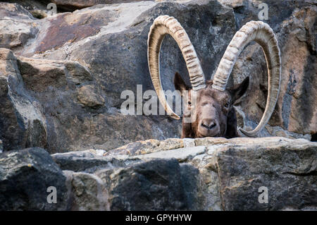 Grande vieille sibérienne ibex avec grandes cornes Banque D'Images