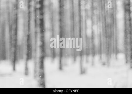 Image floue de la neige qui tombe contre le tronc des arbres en forêt Banque D'Images