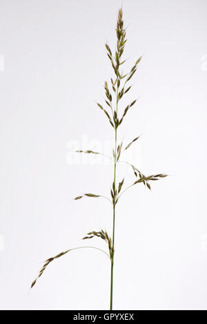 False Oat-grass ou d'oignon, de la table eltius Arrhenatherum, inflorescence, juin Banque D'Images