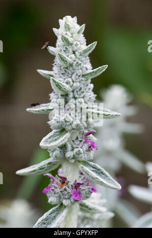 L'oreille d'agneau, Stachys byzantina 'Silver Carpet' fleur avec les insectes, Berkshire, juin Banque D'Images