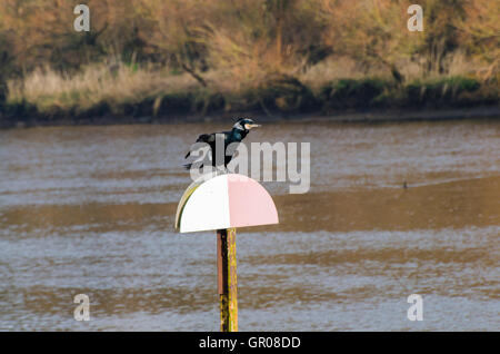 Dries Cormorant ses ailes sur un marqueur sur la rivière Bann Coleraine Banque D'Images